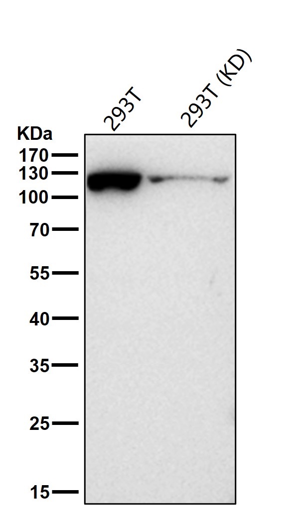 KIF5B Ab