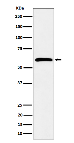 Syndecan 3 Ab