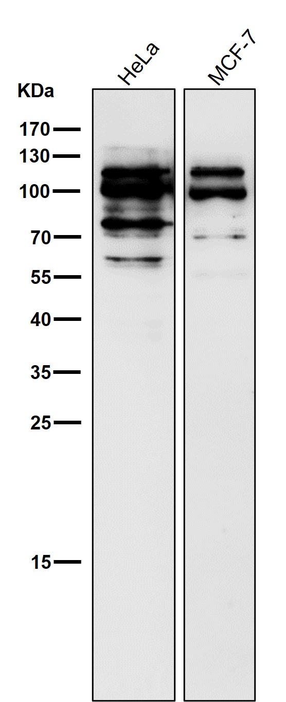 p-MDM2 (S166) Ab