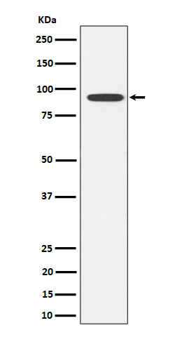 GlyT2 Ab