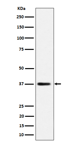 MRPS31 Ab