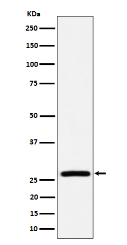 Adenylate kinase 2 Ab