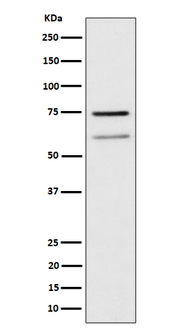 WDR1 Ab