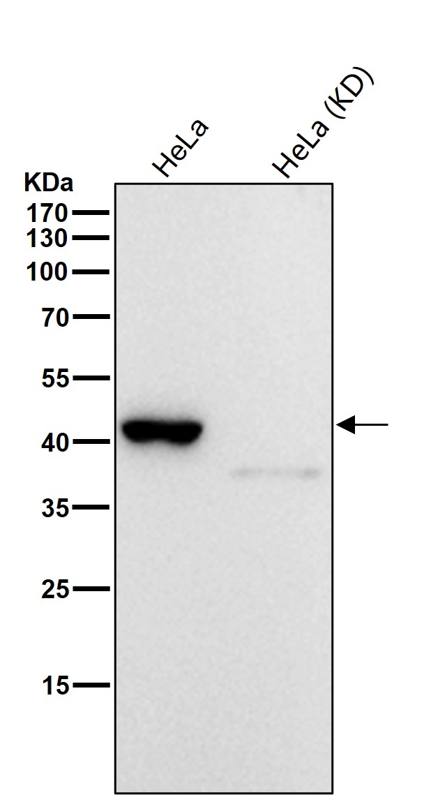 ITPK1 Ab