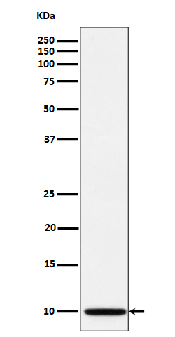 NDUFA1 Ab