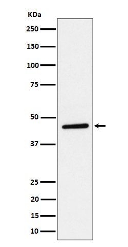 PLEKHA1 Ab