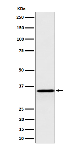 Inorganic pyrophosphatase Ab