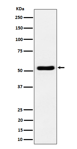 GPRC5B Ab