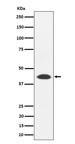 NUDT19 Ab