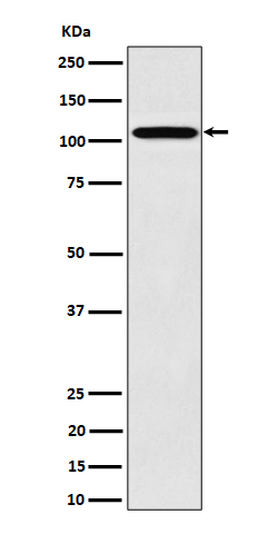 NUP107 Ab