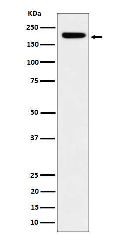 IQGAP2 Ab