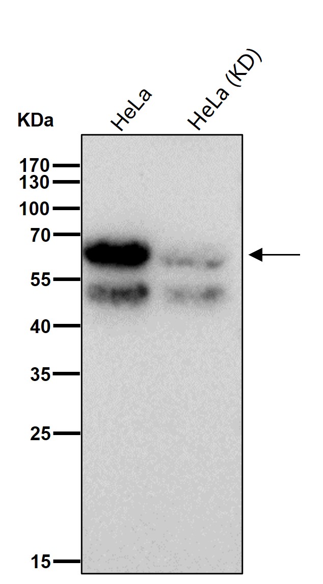 CDK16 Ab