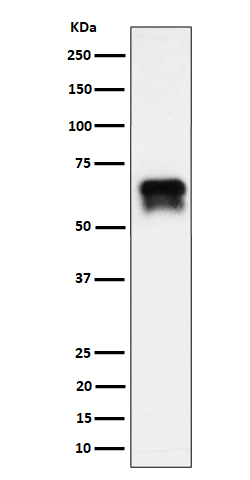 CDK16 Ab