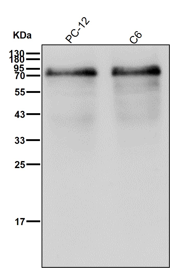 Src substrate cortactin Ab