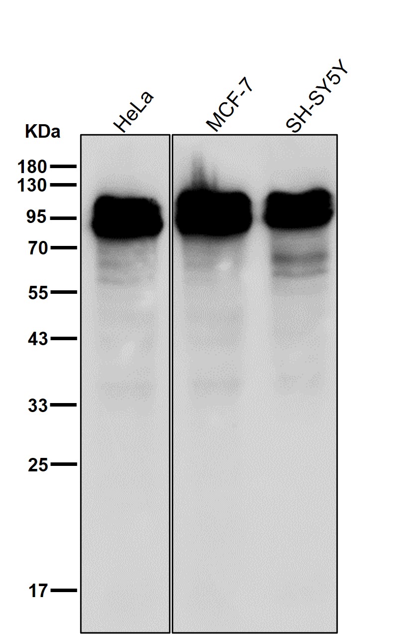 Src substrate cortactin Ab