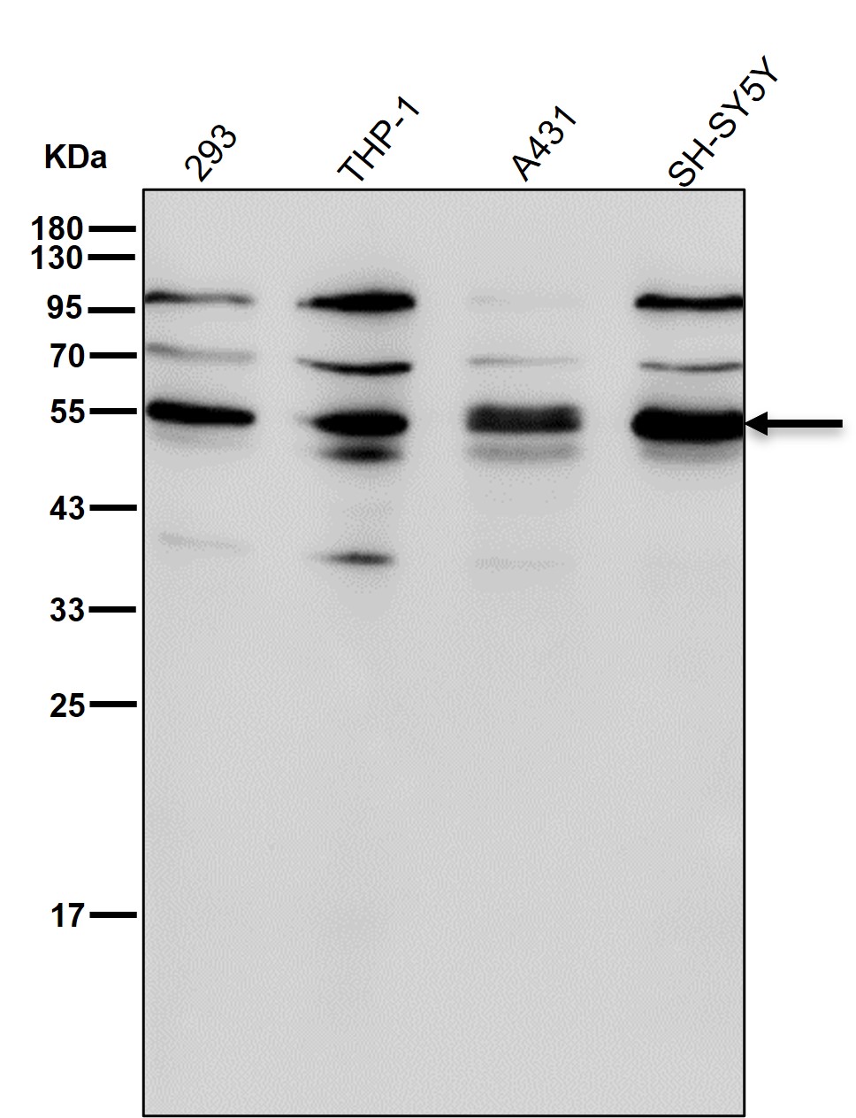 p-SHC1 (Y427) Ab