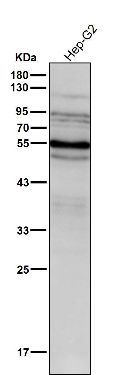 p-SHC1 (Y427) Ab