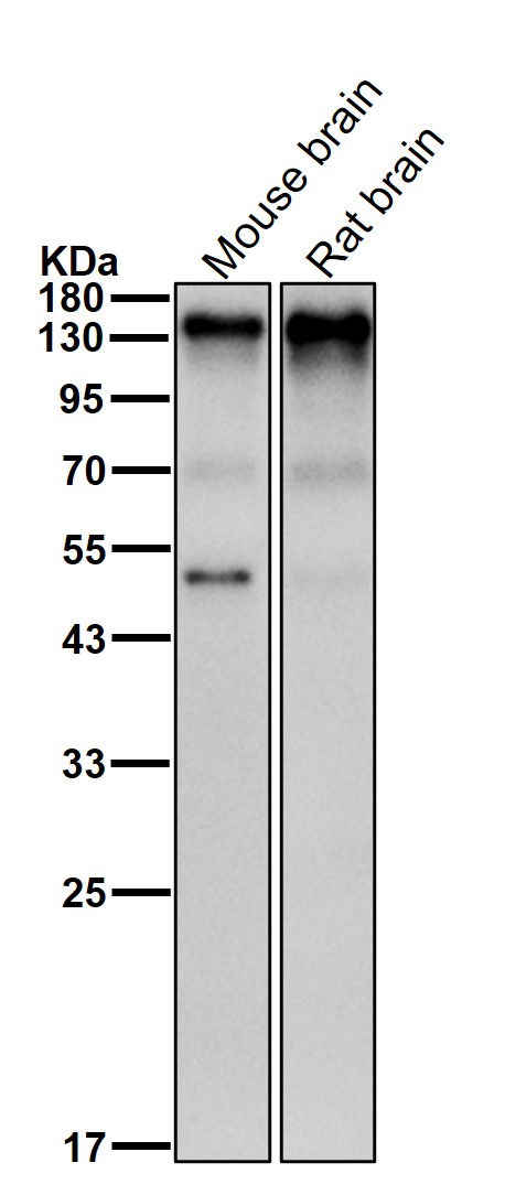 Nicastrin Ab