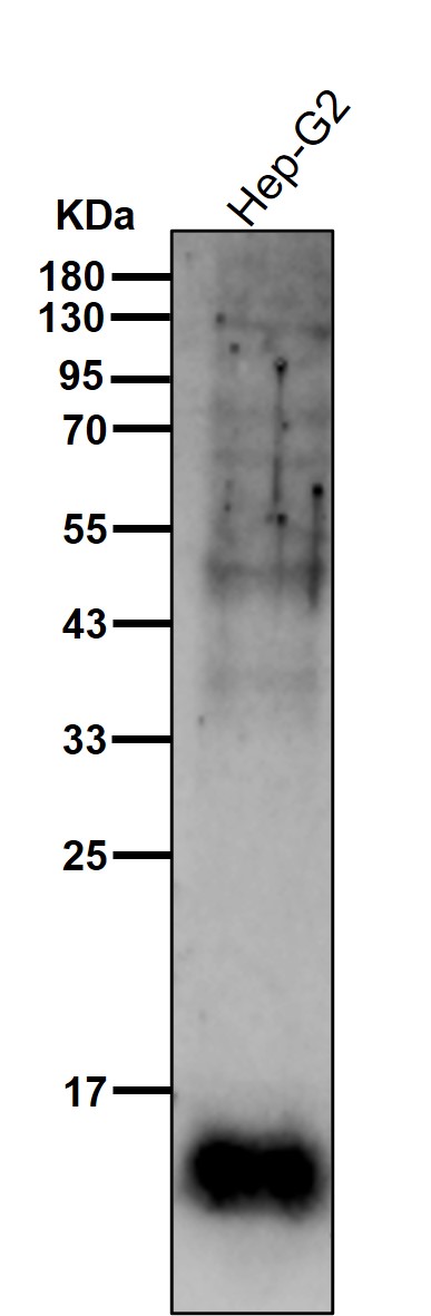 Cathepsin D Ab