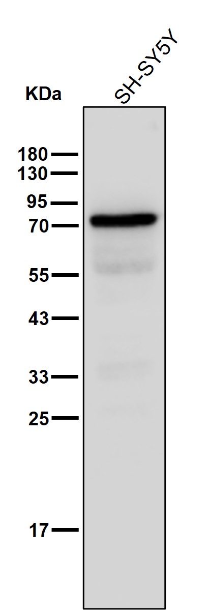 p-KIF22 (S427) Ab