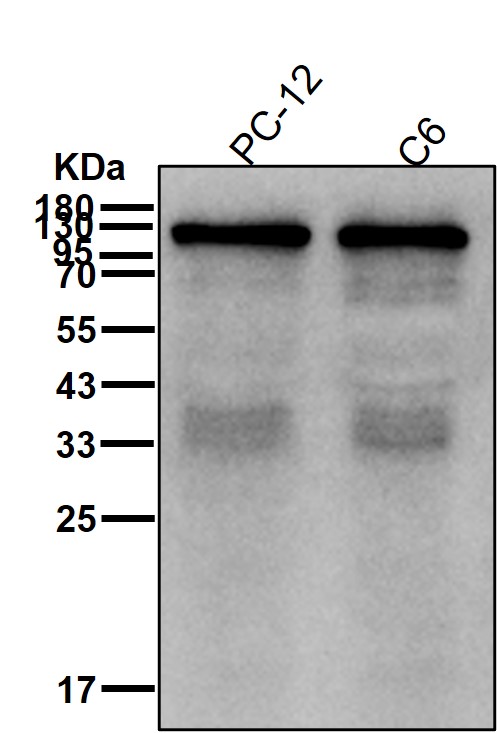 PKN1 Ab