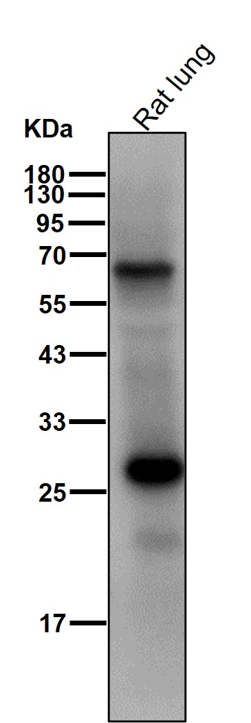 Complement C1q C Ab