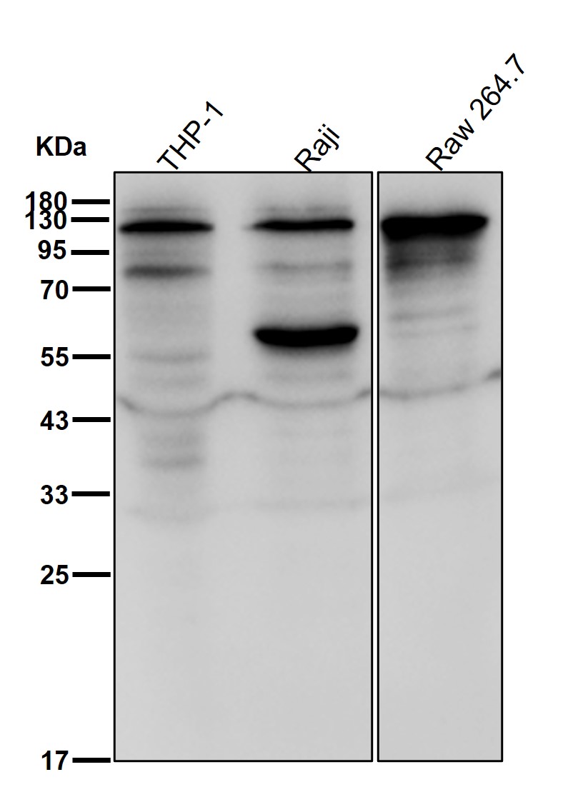 PKN1 Ab