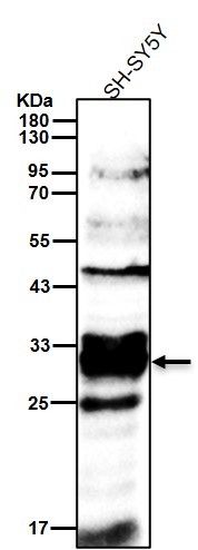 p-EPOR (Y485) Ab