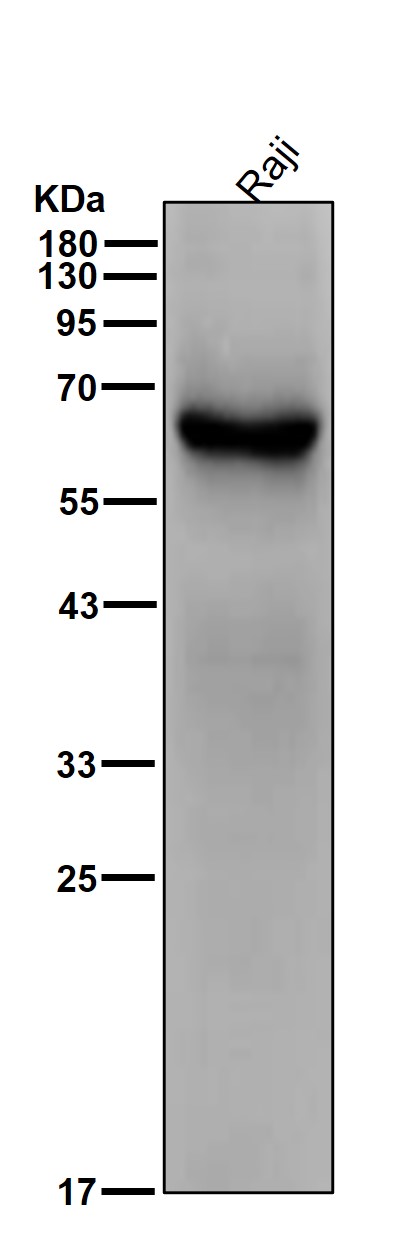 FGR Ab