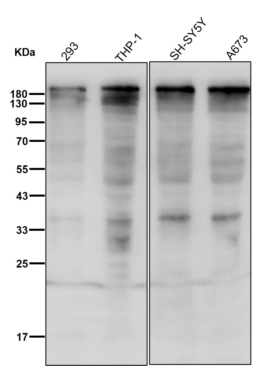 DNMT1 Ab