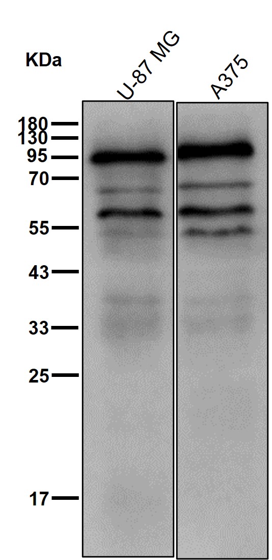 Integrin beta 3 Ab