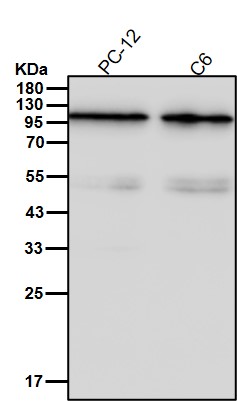 ILF3 Ab