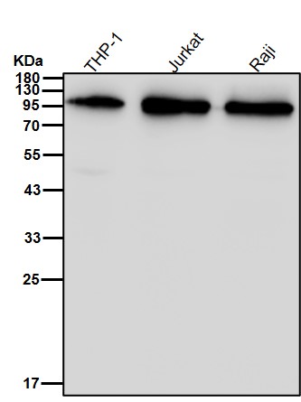 ILF3 Ab