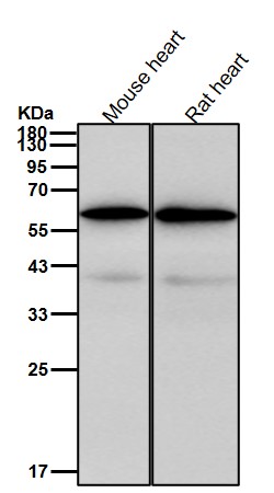 PDZK1 Ab