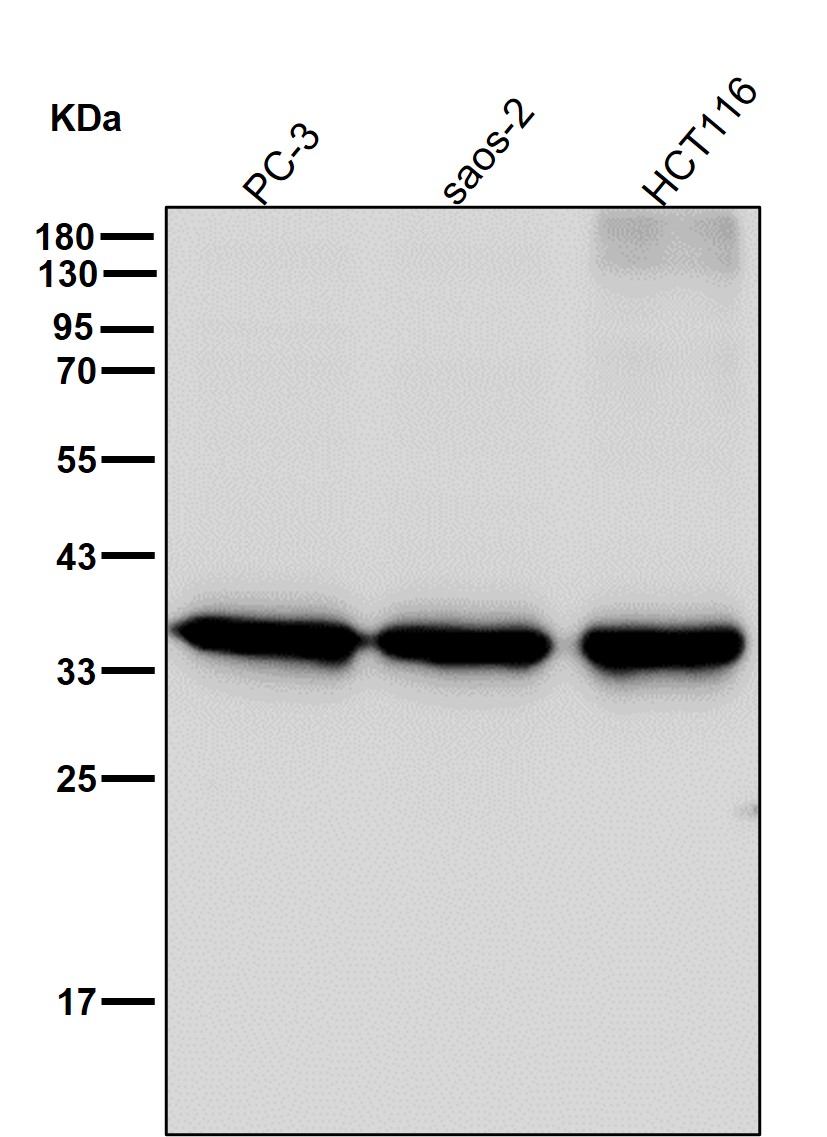 PCNA Ab