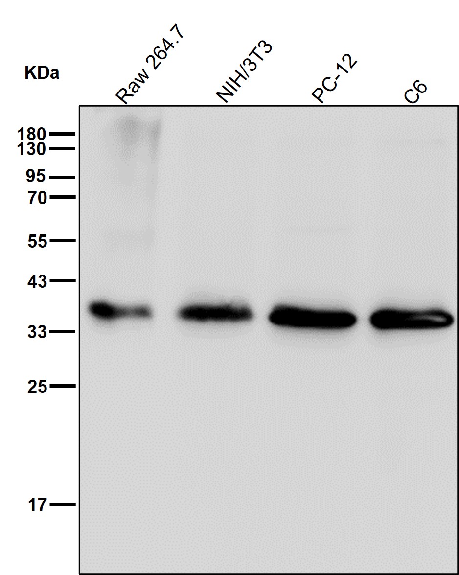 PCNA Ab