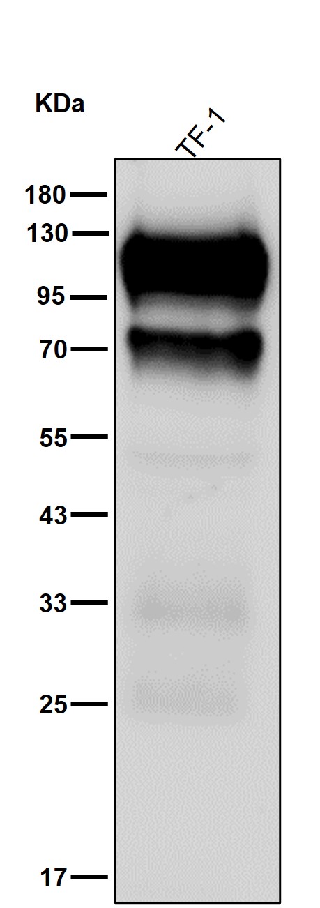 CD34 Ab