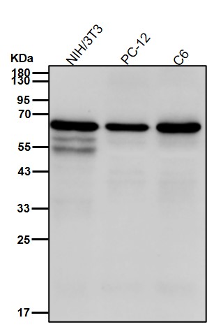 Src Ab