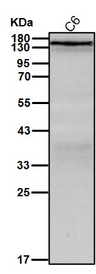 CD11c Ab