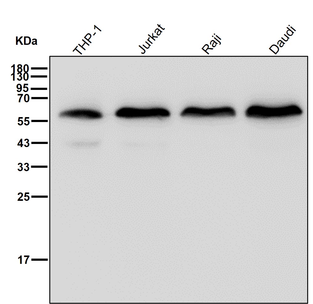 p-Cyclin B1 (S126) Ab