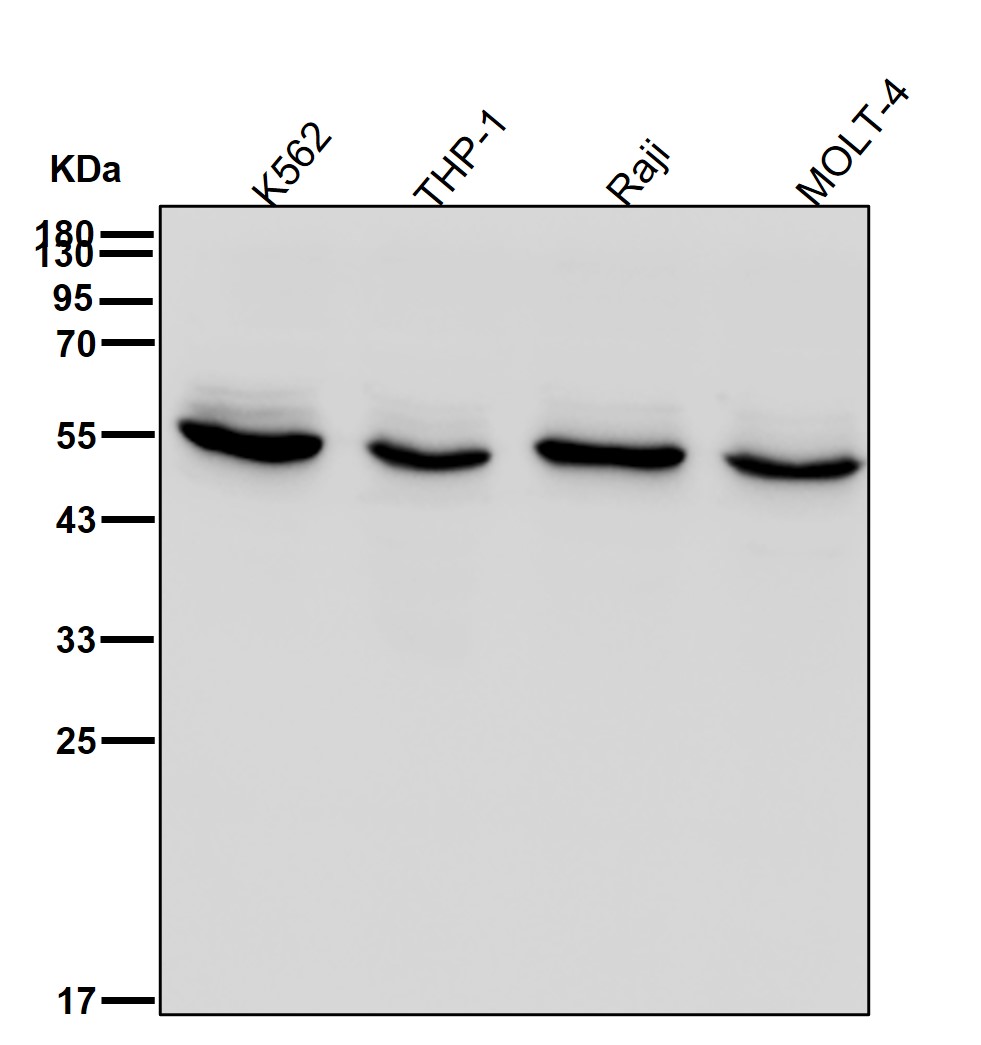 Chk1 Ab