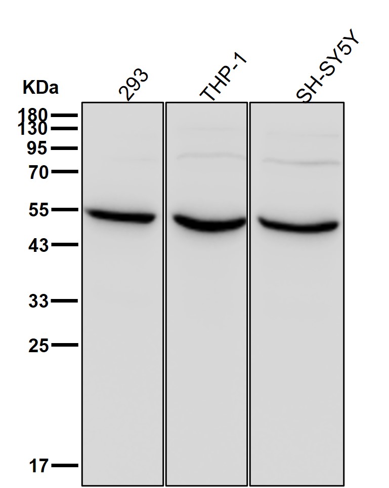 TCP 1 beta Ab