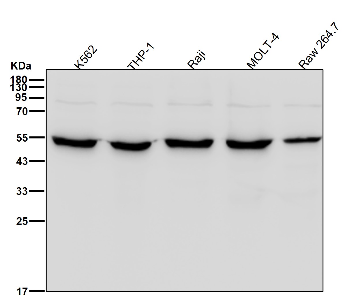 TCP 1 beta Ab