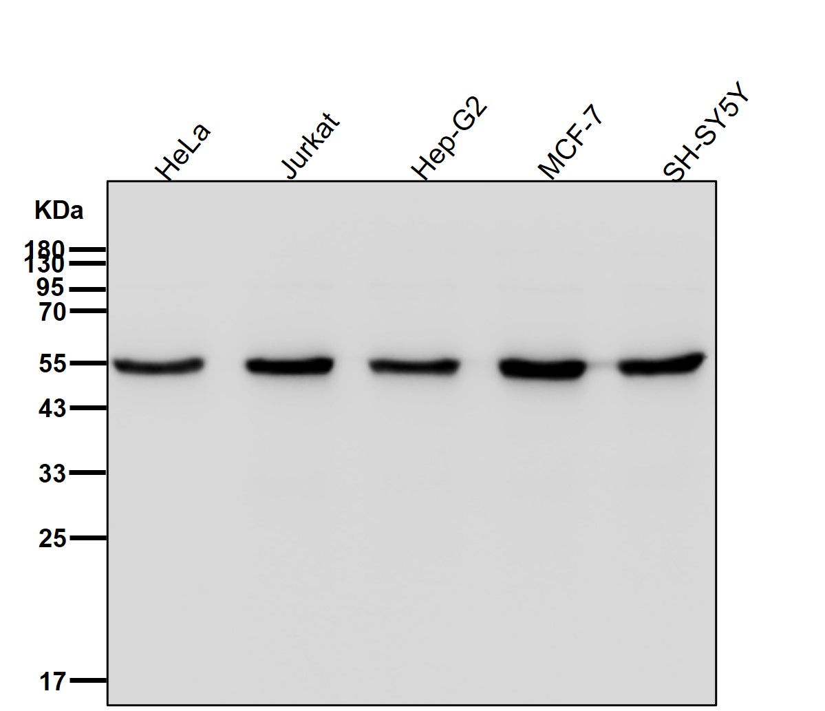 TCP 1 beta Ab