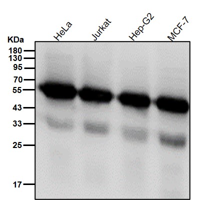 alpha 1B Tubulin Ab