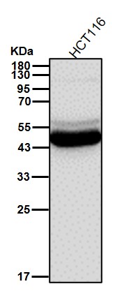 Cytokeratin 18 Ab