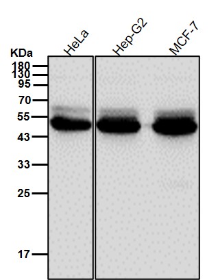 Cytokeratin 18 Ab