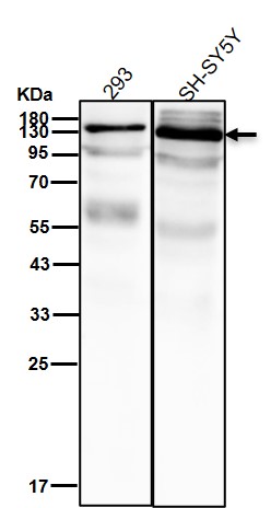 Focal adhesion kinase 1 Ab