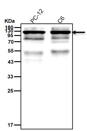 Focal adhesion kinase 1 Ab