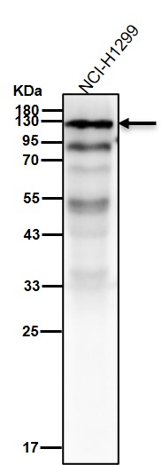 Focal adhesion kinase 1 Ab